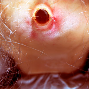 Diana Thorneycroft, Doll Mouth (with hair), 2004, c-print, 71.1 x 71.1 cm